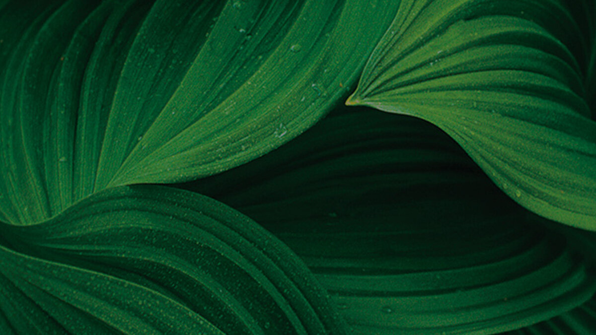 Simons leaf